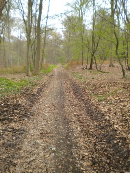 MARCHONS ENSEMBLE en forêt verte