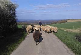 Bergerie de Scheuerwald