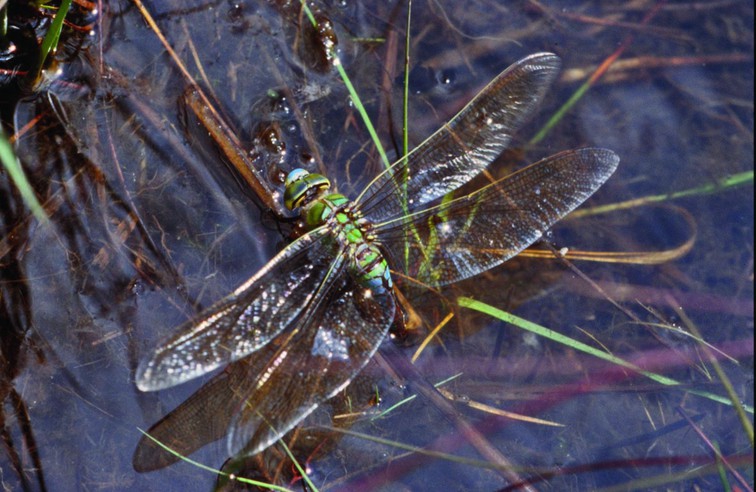 LES LIBELLULES S ATARDENT RESERVE NATURELLE JARRIE