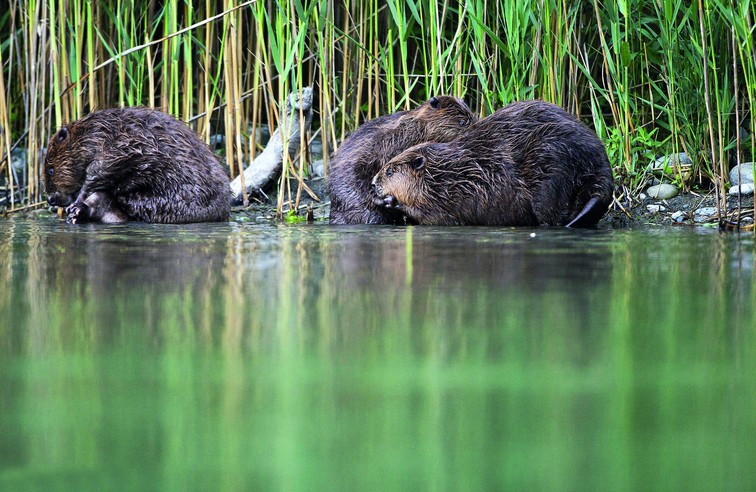 LE SOIR LES ANIMAUX S'ACTIVENT - RESERVE DU DRAC