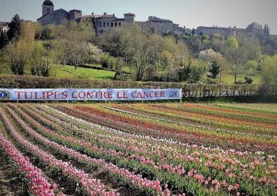 Cueillette de tulipes