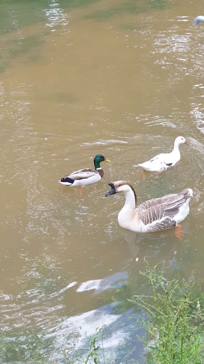 Marche au bord de Saône  mardi 25 mai à  14h30