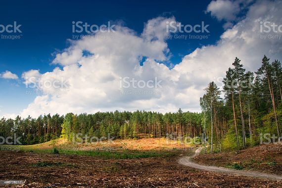 Marche dans la forêt du Semnoz