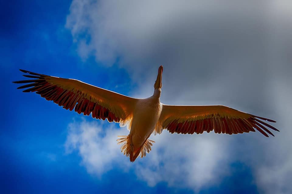 Une journée au Parc des Oiseaux