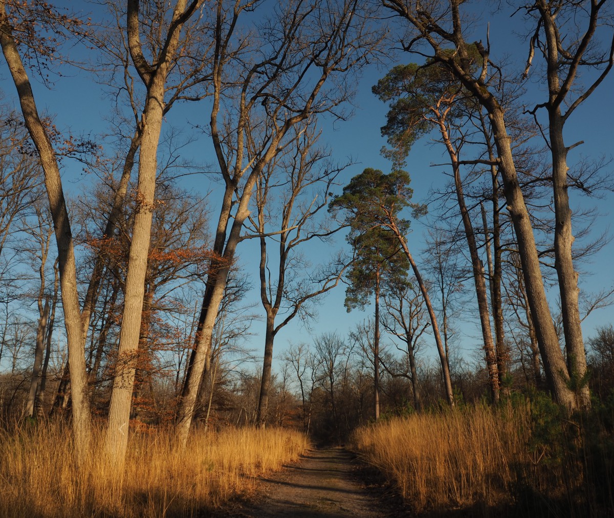 Marche en forêt, entre 15 et 20 km