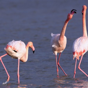 Aux Saintes Maries de la mer : balade au Parc ornithologique du Pont de Gau