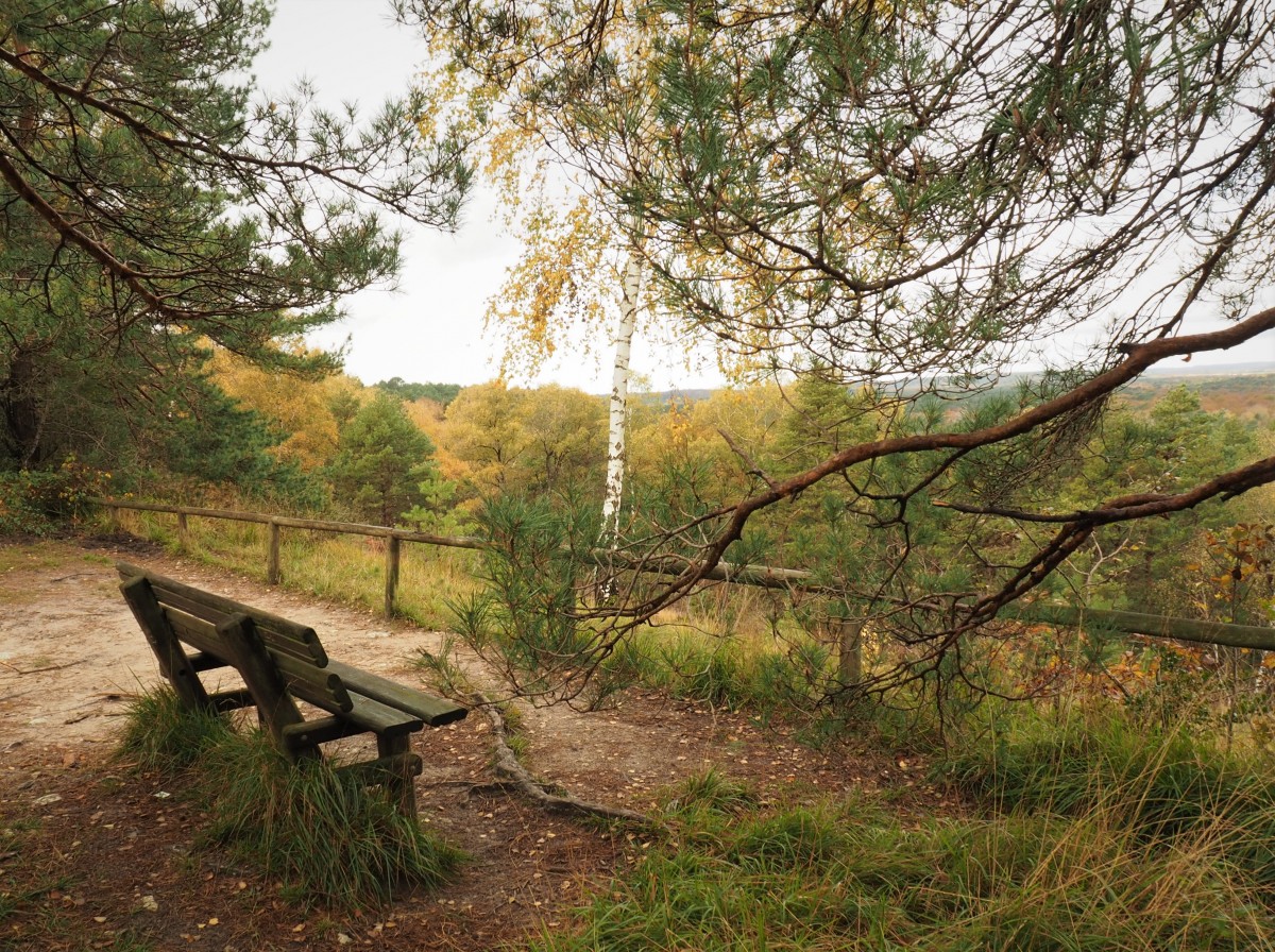 Marche en forêt, 16 km