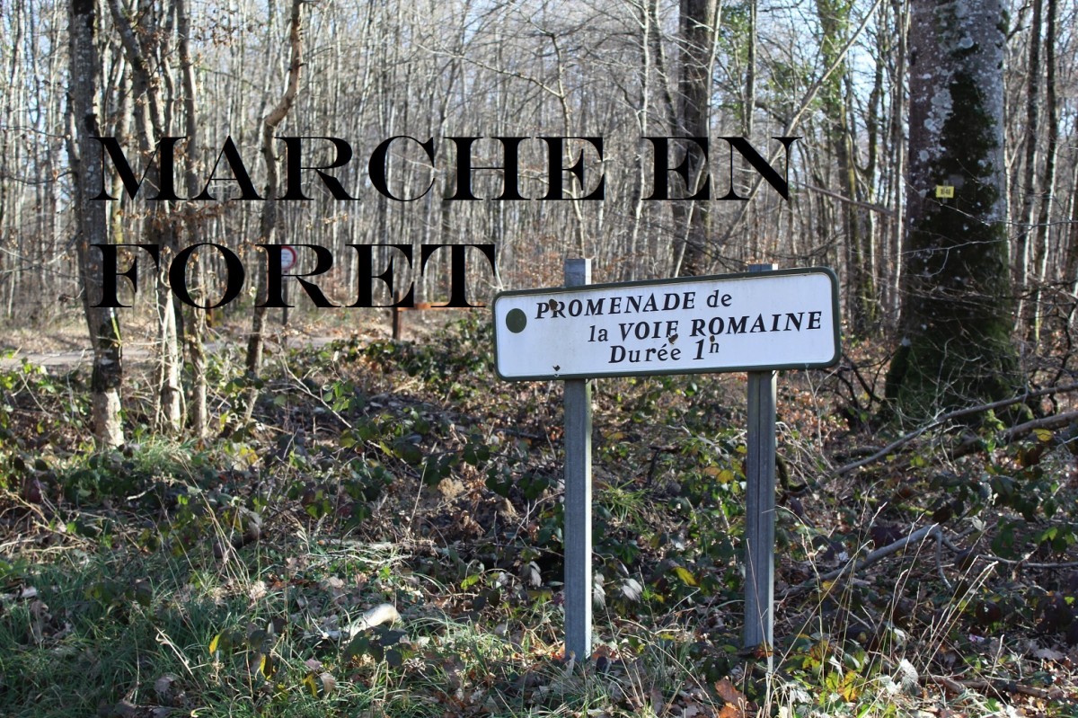 Le Printemps marche en forêt