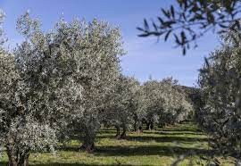 Balade chemin des oliviers Les Mees