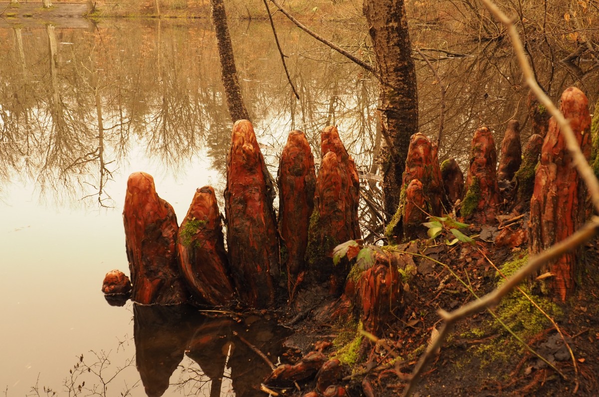 Les 5 mares, marche en forêt, 17 km