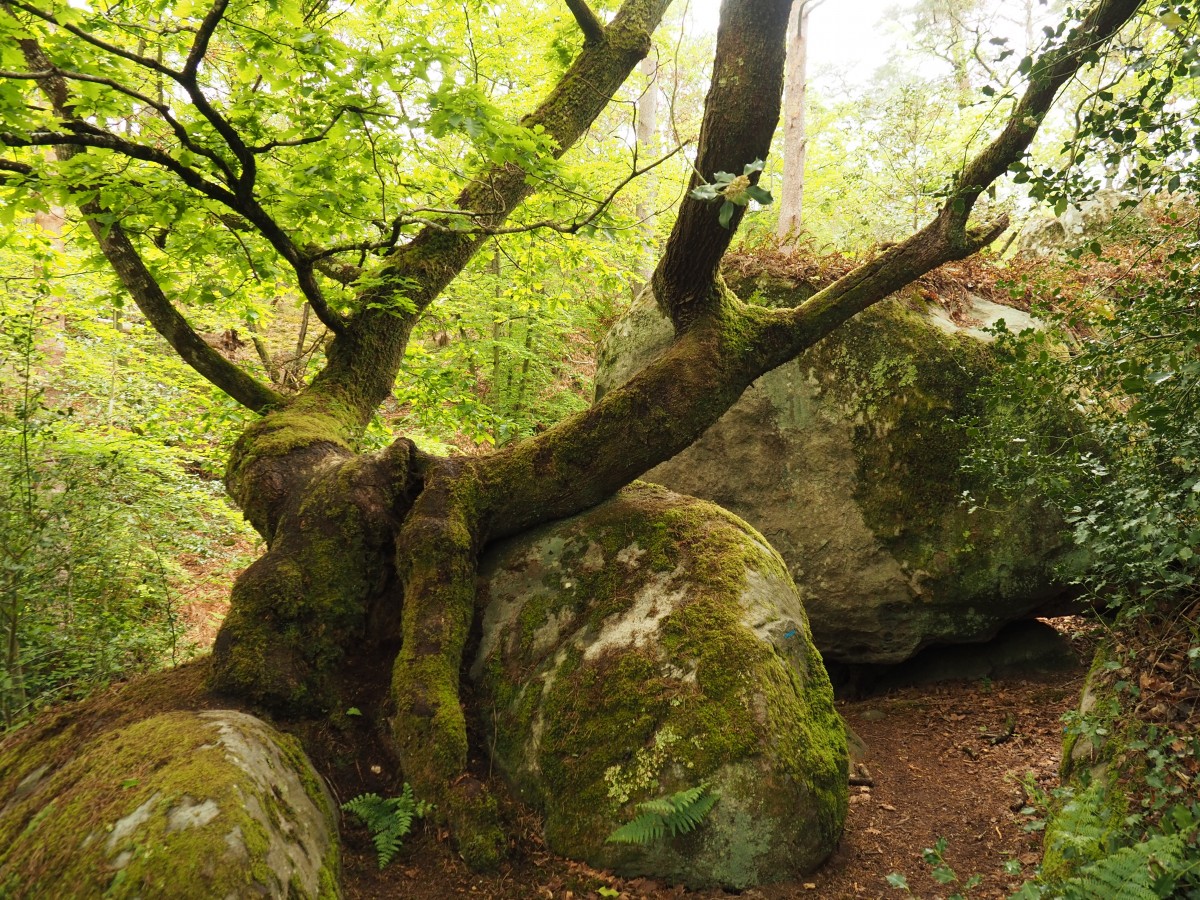 Marche en forêt, 16 km