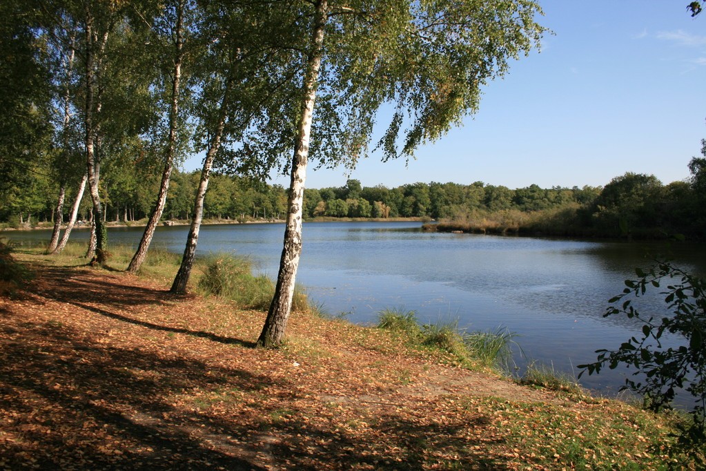 Balade/randonnée/pique-nique de 14,3 km dans la zone de l'étang de Joreau, sur la commune de Gennes Val de Loire