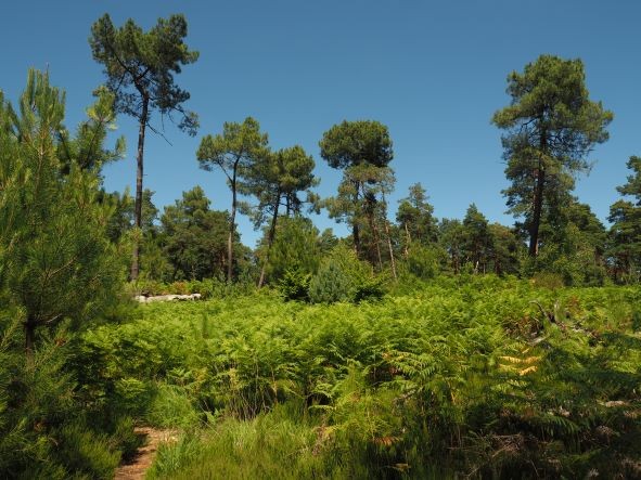 Marche en forêt, 17 km