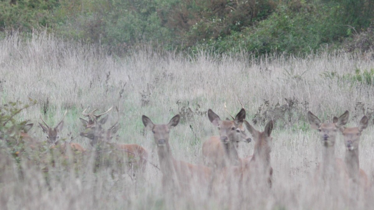 Randonnée des Cerfs et auberge espagnole