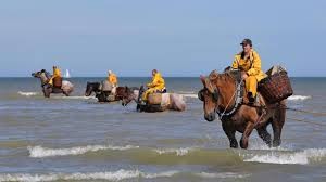 Pèche à la crevette:  La plage d' Oostduinkerke