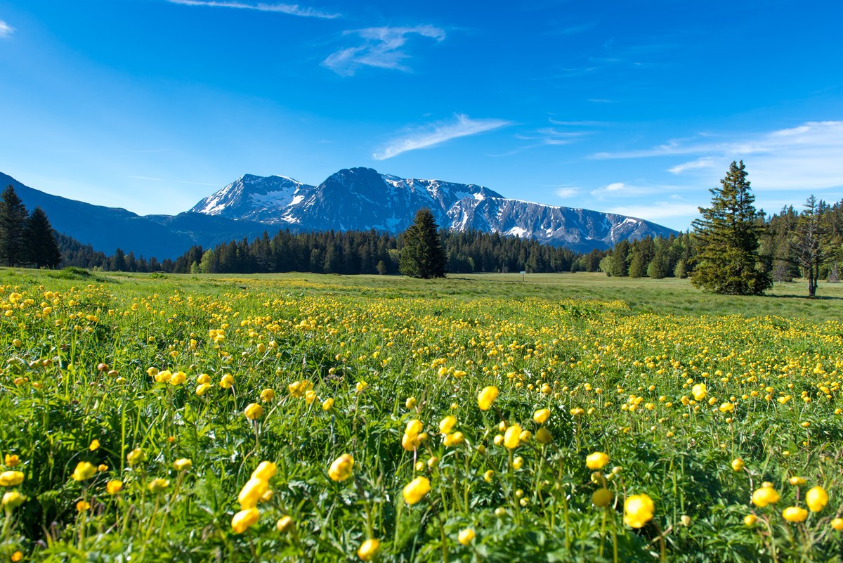 BALADE PLATEAU DE L ARCELLE CHAMROUSSE