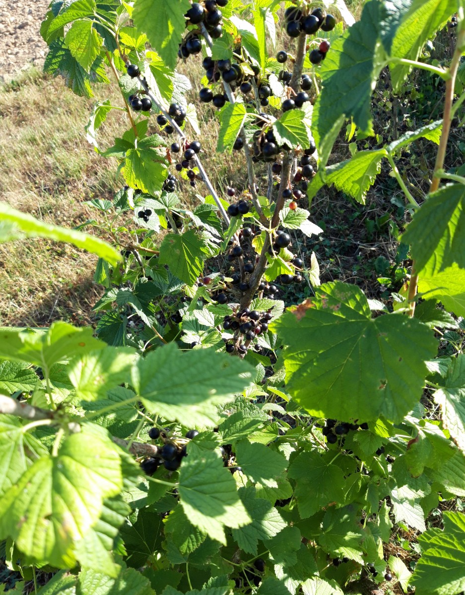 CUEILLETTE DE FRUITS ROUGES