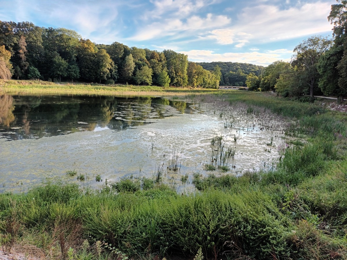 Marche 9 km forêt et étangs