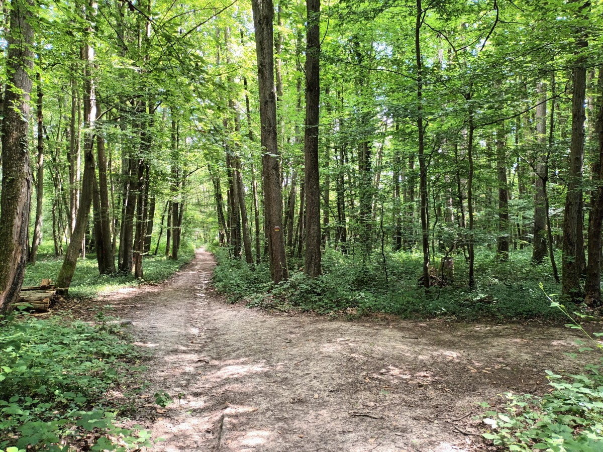 Marche 9 km forêt et étangs