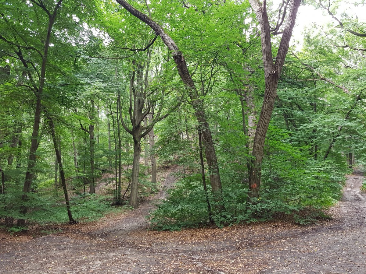 Marche 9 km forêt et étangs