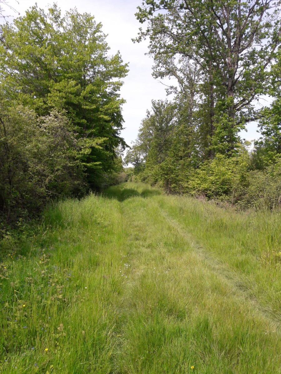 Marche 9 km forêt et étangs