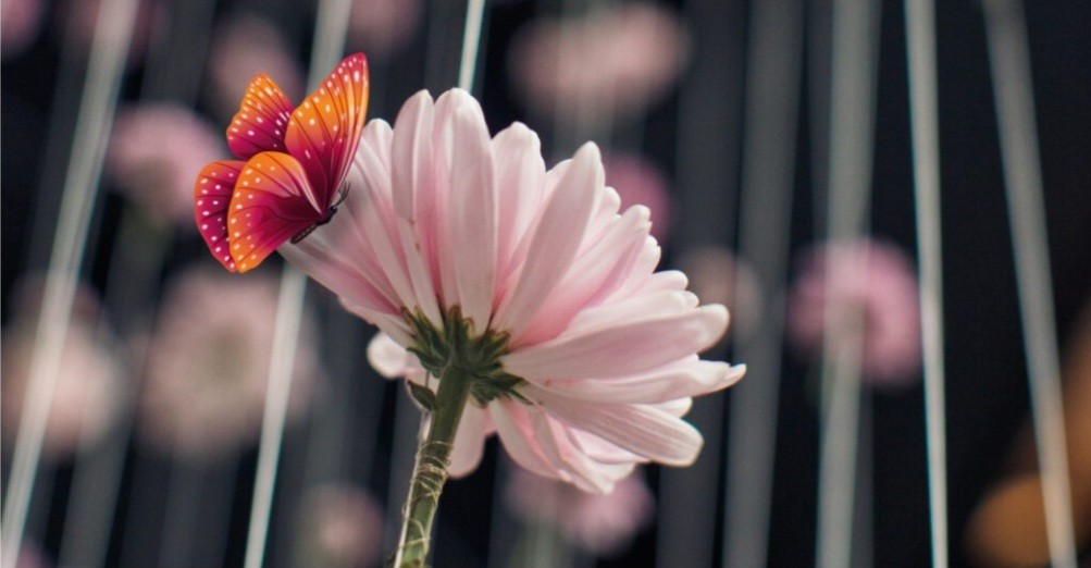 Exposition des chrysanthèmes