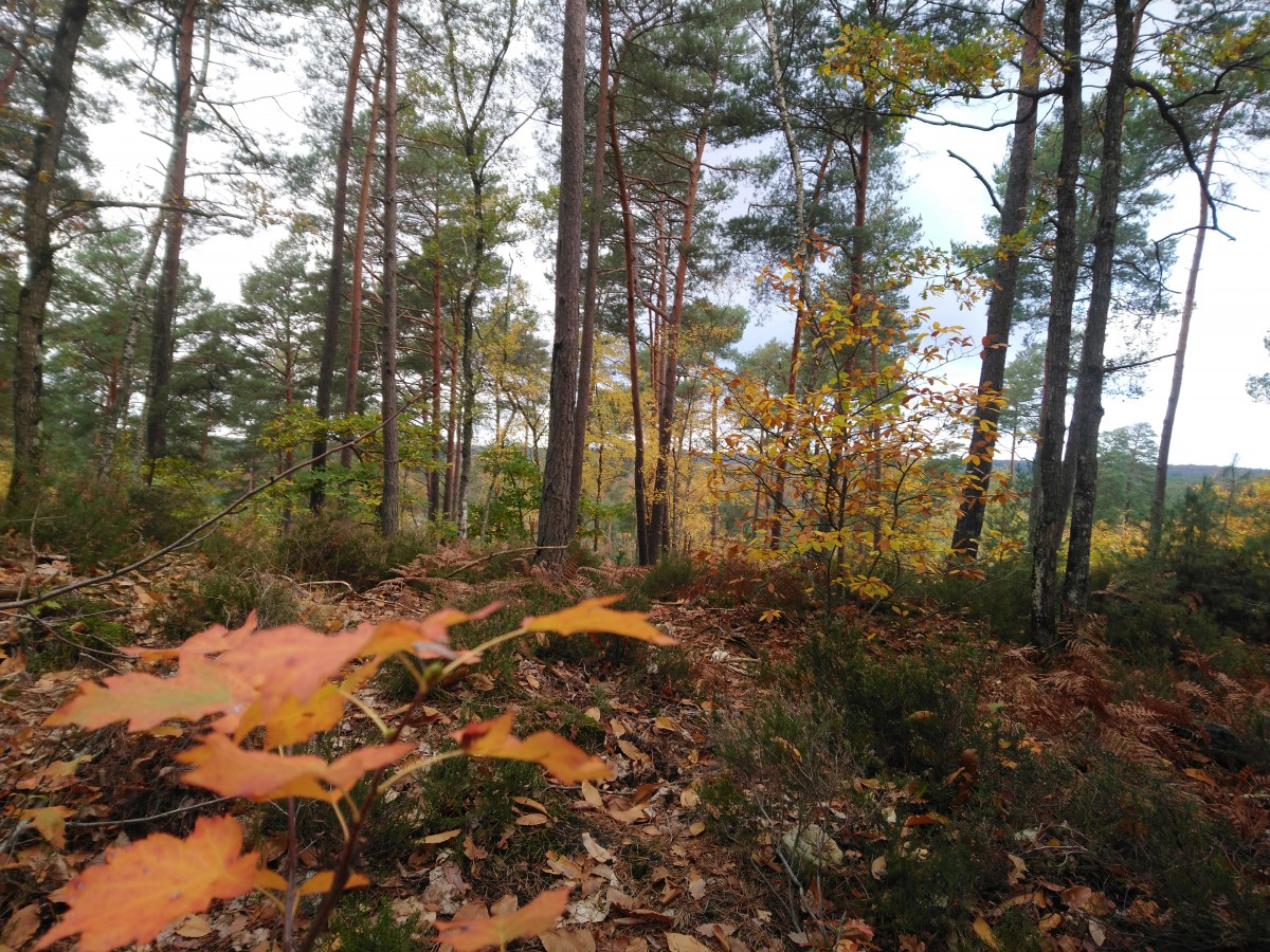 RANDO FORET DE FONTAINEBLEAU