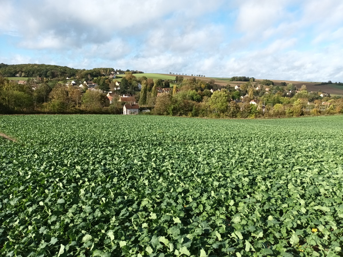 Rando 11km + 8 km La Mauldre (78)