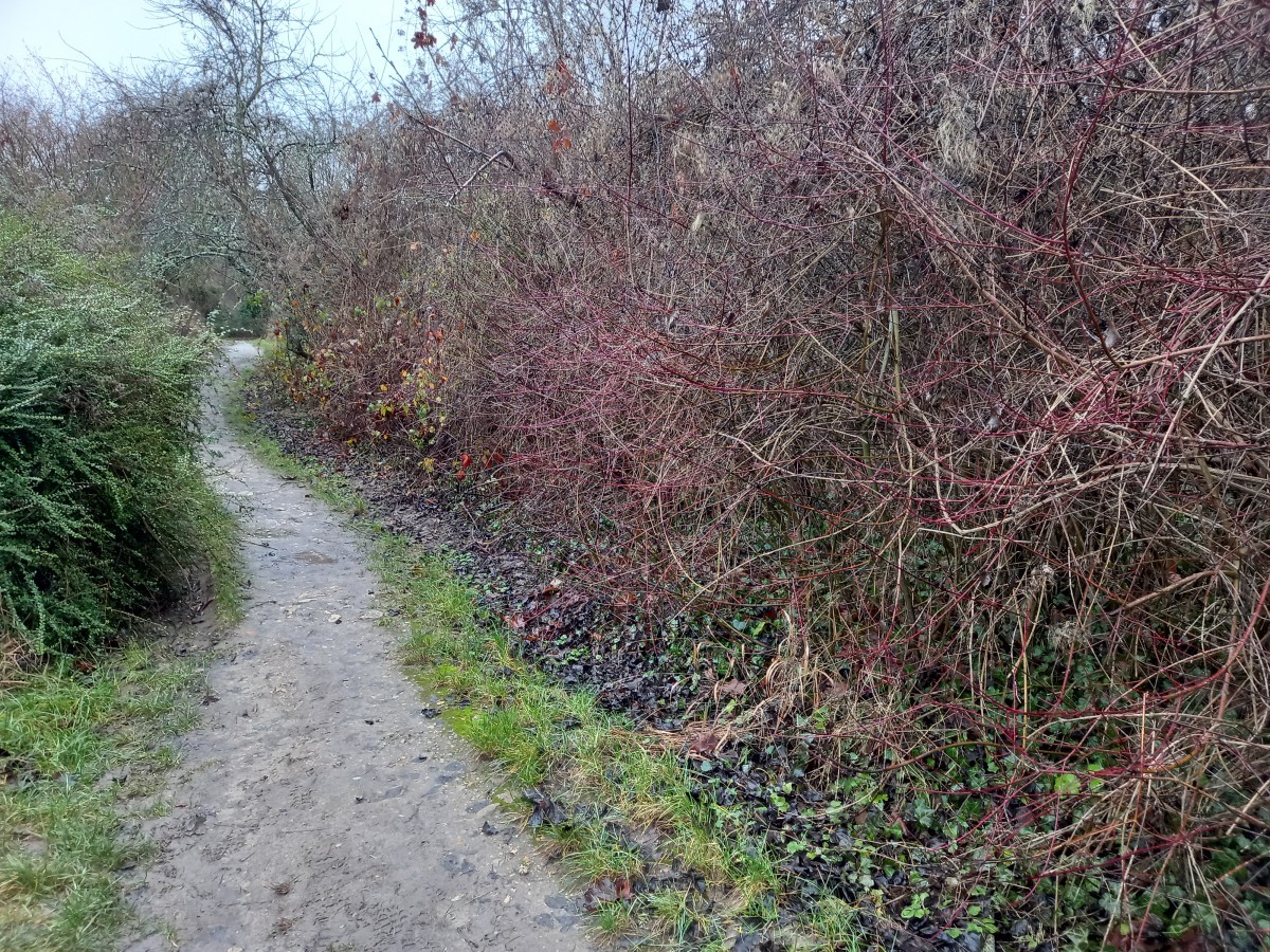 Rando 14km forêt Marly (78)