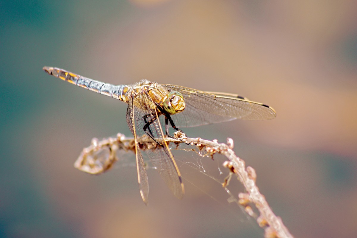 Festival Nature Environnement