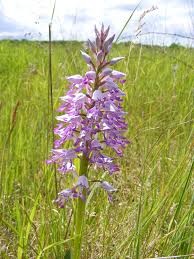 Balade enchantée  entre chansons et orchidées