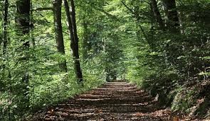 Promenade en forêt