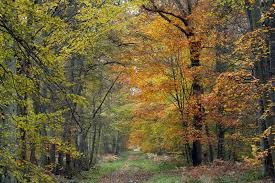 randonnée de 17 km Au sud de la forêt d'halatte entre Aumont et Fleurines