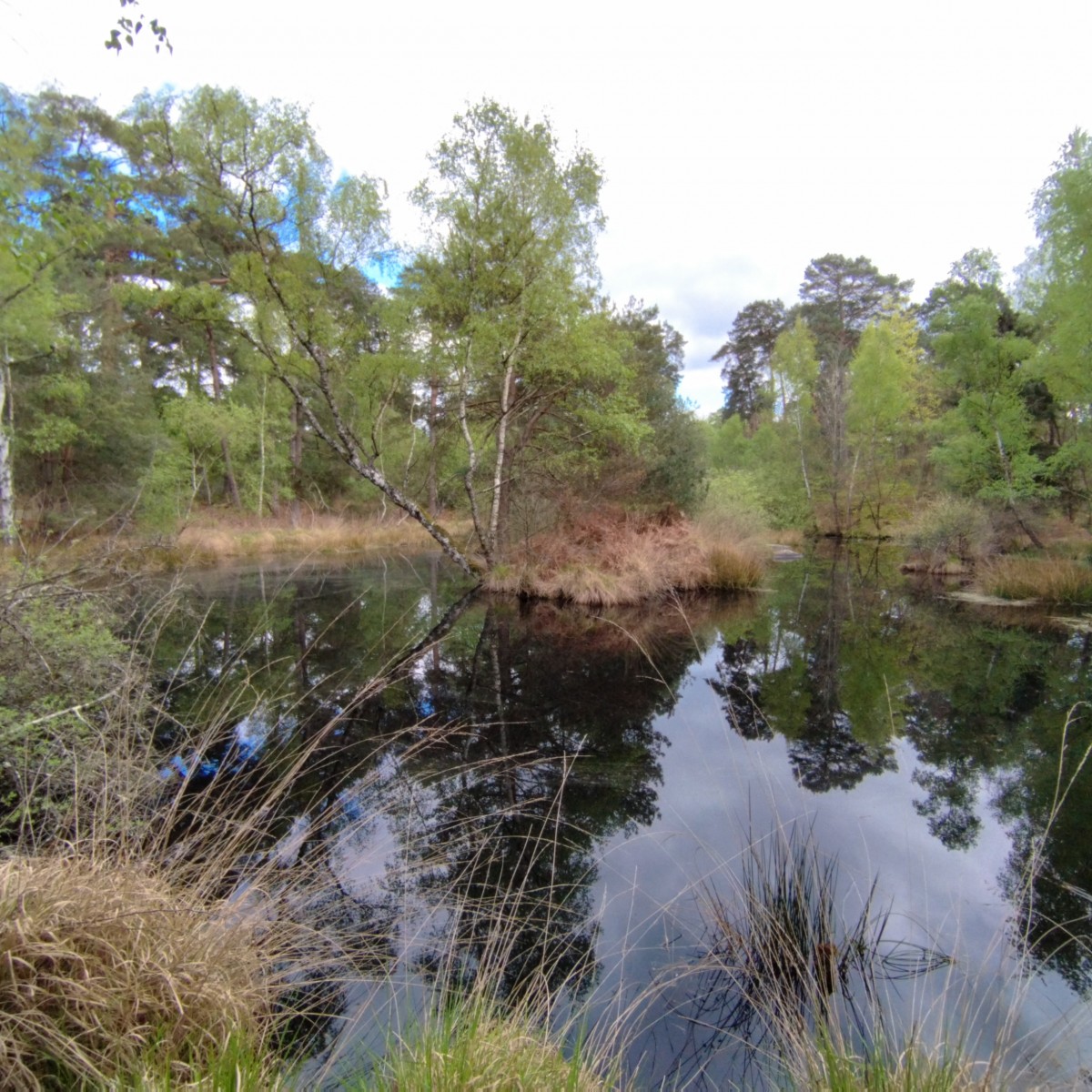 RANDO FORET DE FONTAINEBLEAU