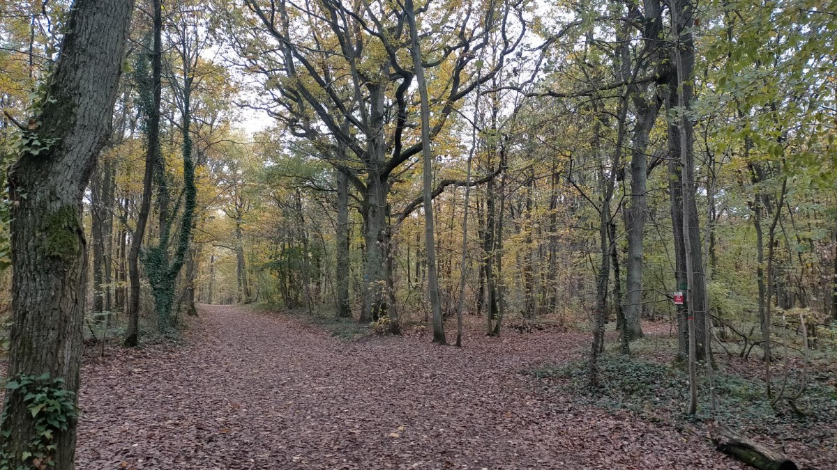 balade dans les bois