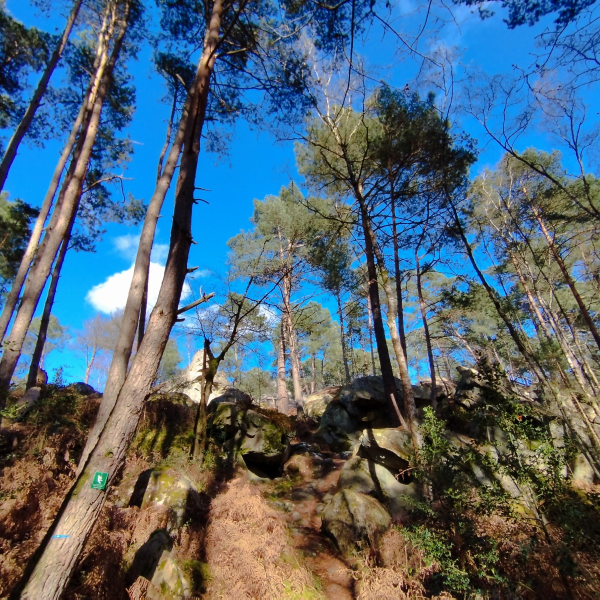 RANDO FONTAINEBLEAU