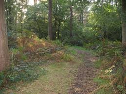 Randonnée forêt de Marchiennes 10km