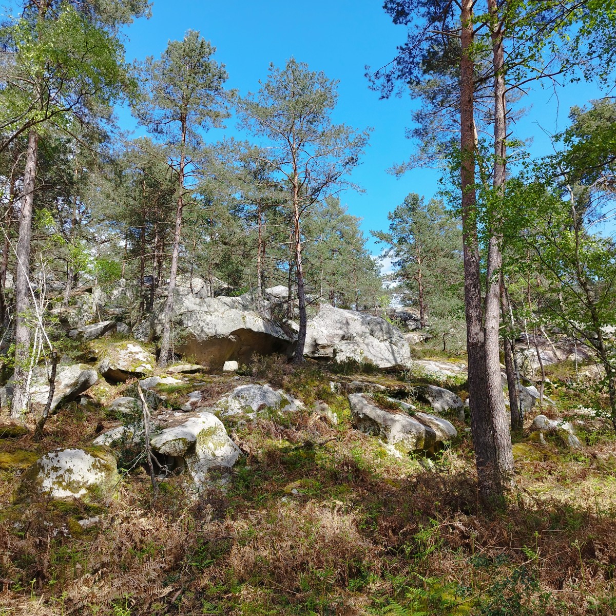 RANDO FORET DE FONTAINEBLEAU