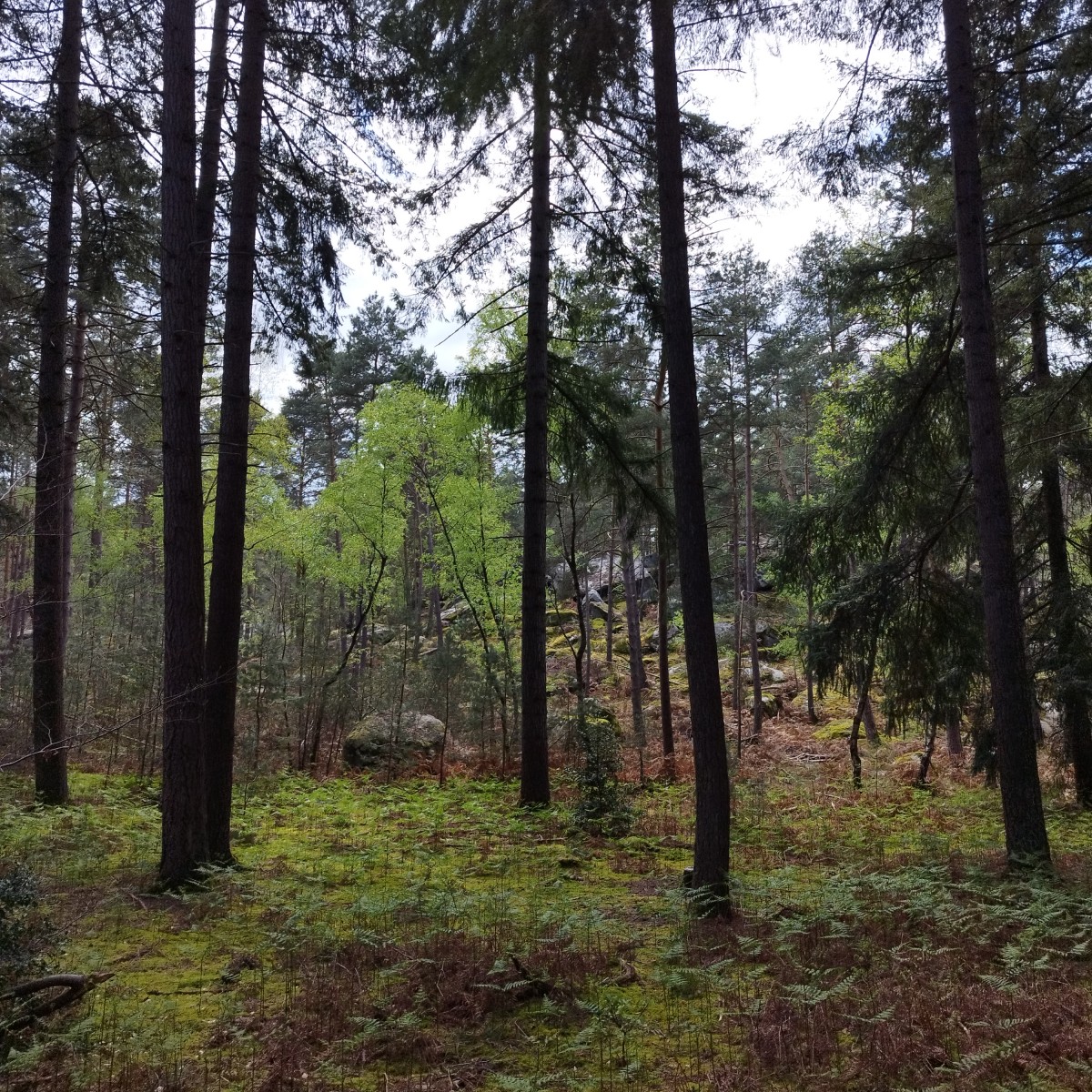 RANDO FORET DE FONTAINEBLEAU