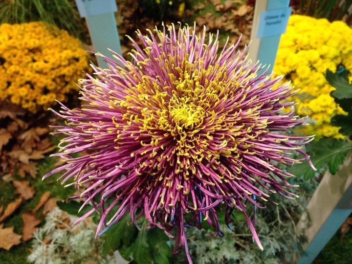 Exposition de Chrysanthémes