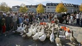 Fête des vendanges l après midi