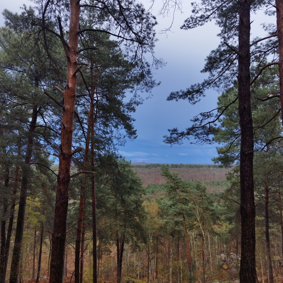 RANDO FORET DE FONTAINEBLEAU