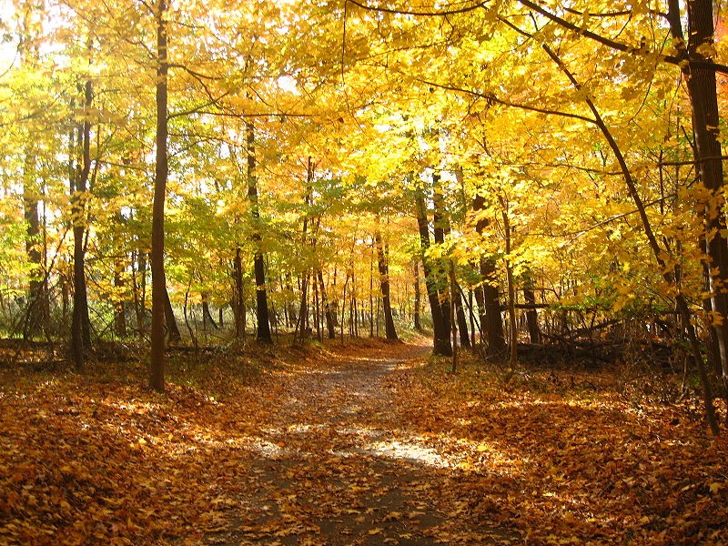 Balade en forêt