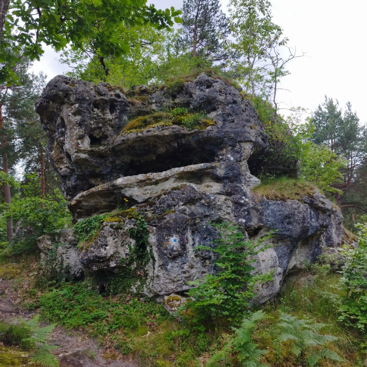 RANDO FORET DE FONTAINEBLEAU