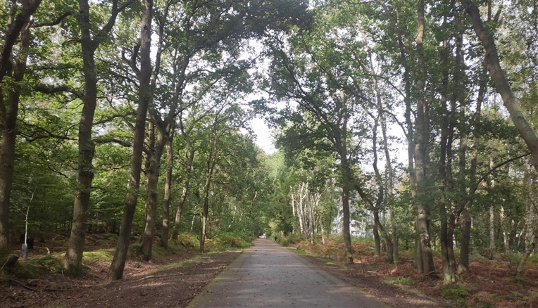 Balade en forêt