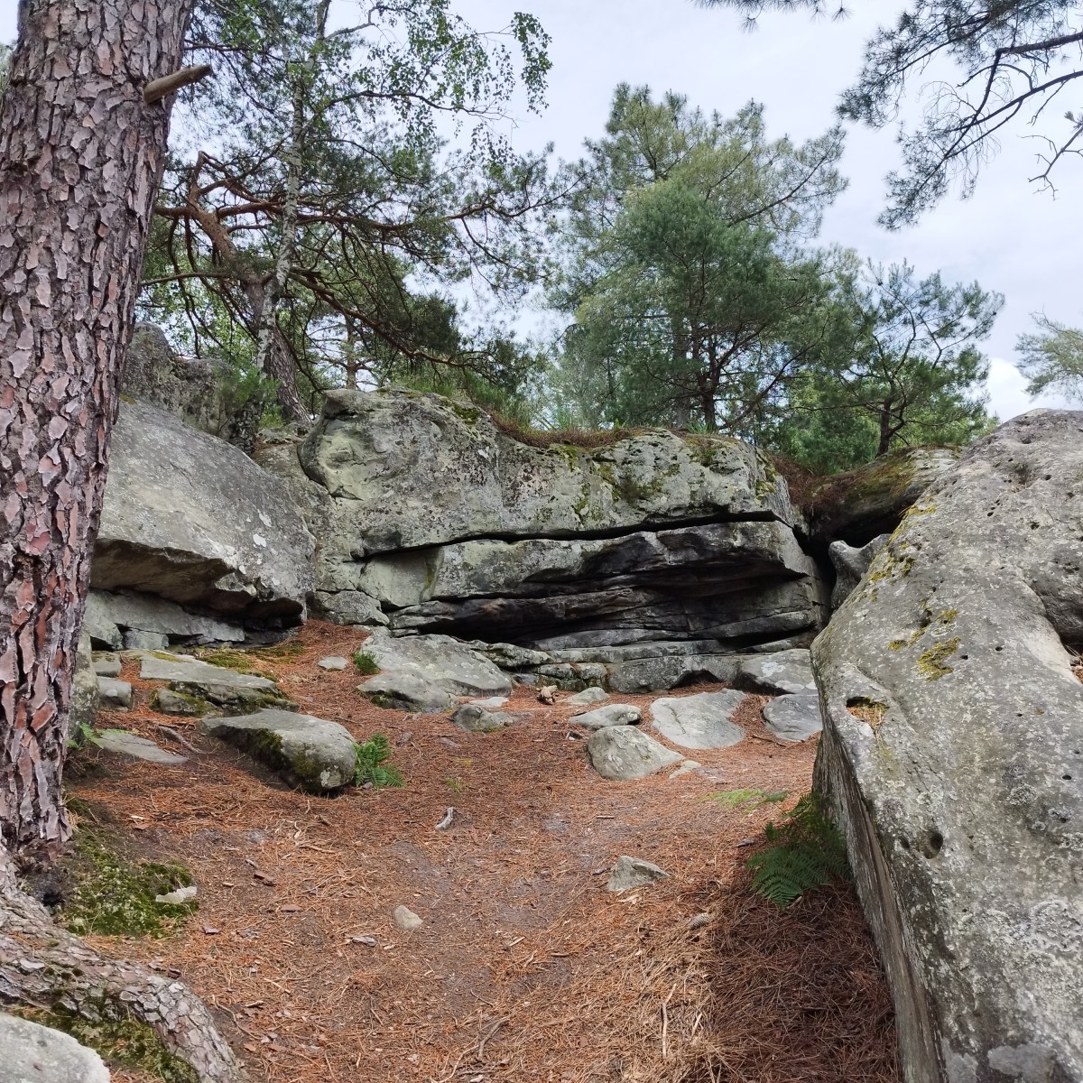 RANDO FORET DE FONTAINEBLEAU