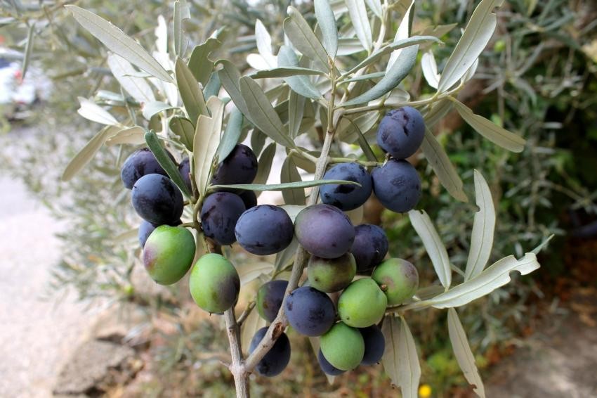 Fête de l'OLIVE