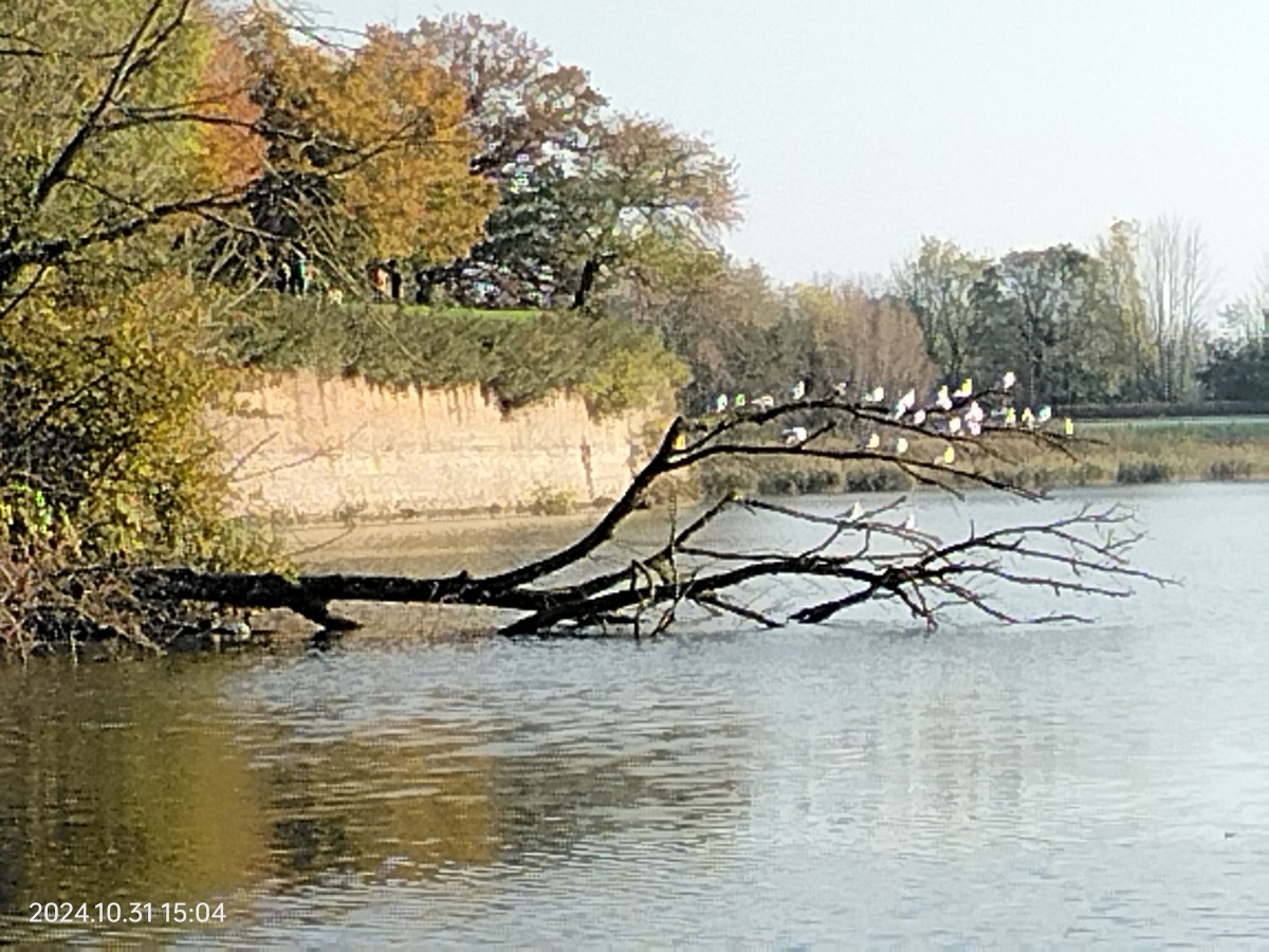 Circuit des remparts Le Quesnoy, suivi d'un couscous