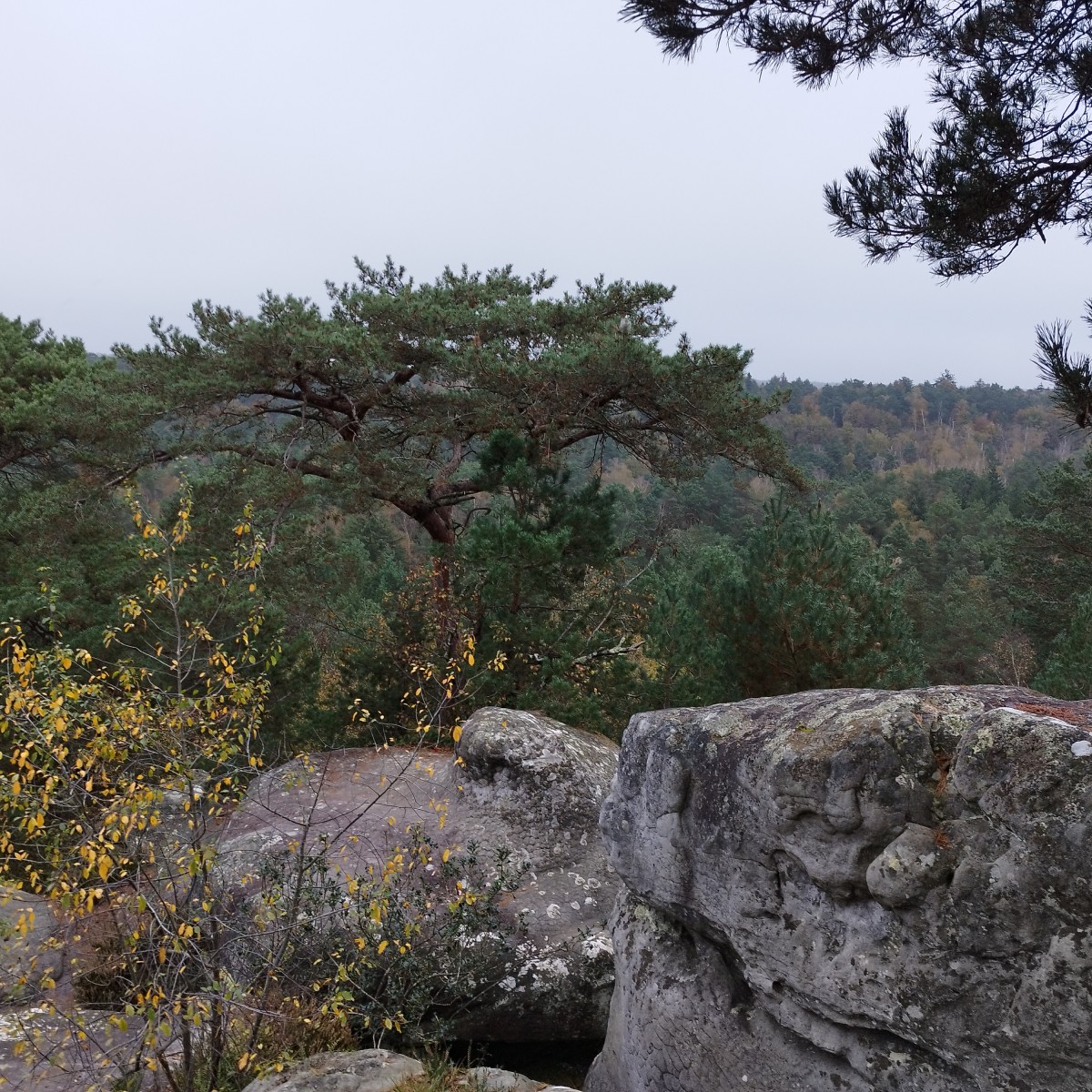 RANDO FONTAINEBLEAU