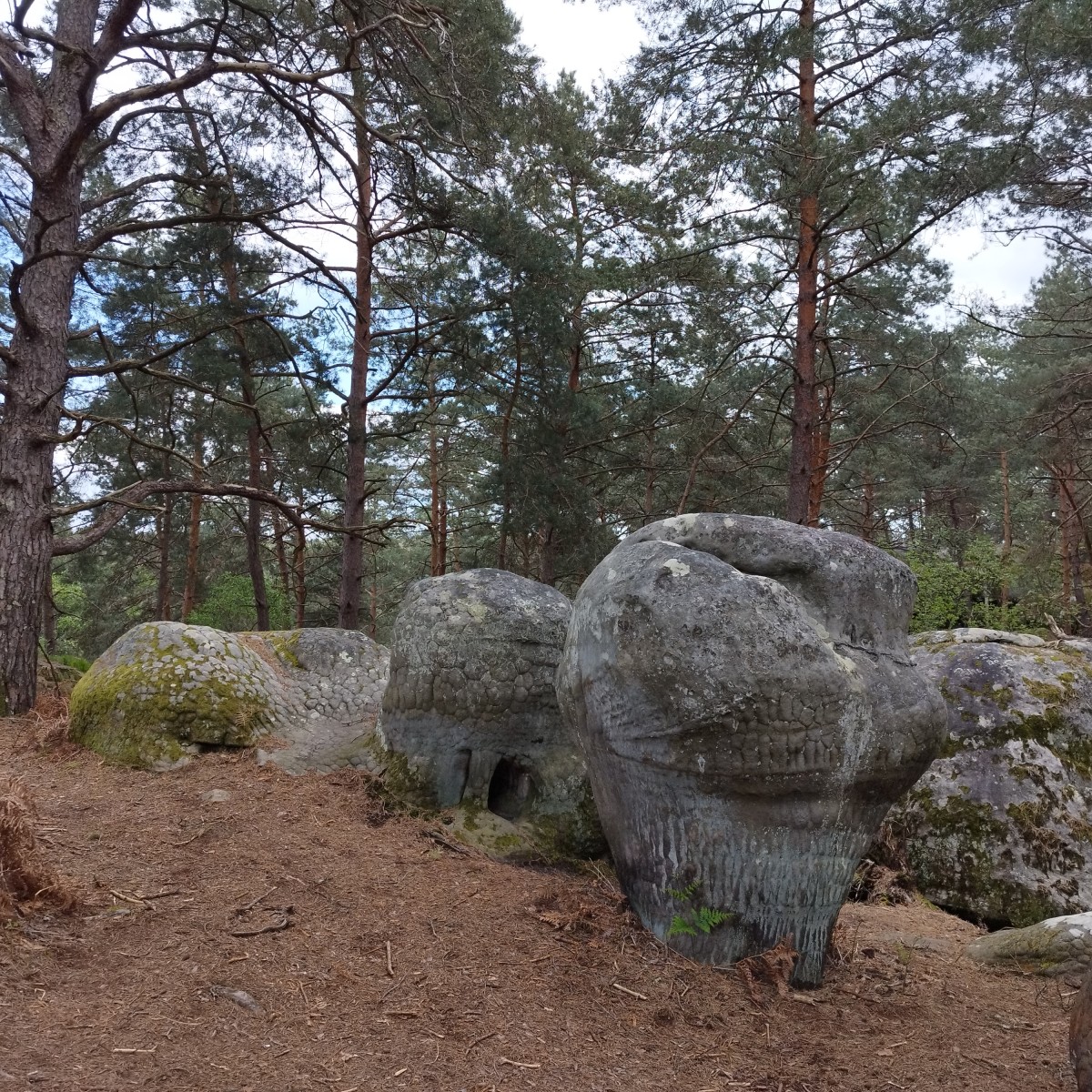 RANDO FORET DE FONTAINEBLEAU